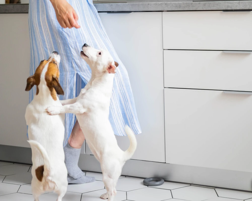 programmable automatic pet feeder